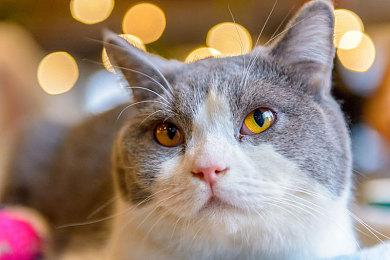 《星球大战绝地》系列主角或将拥有真人版剧集